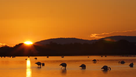 Orangefarbener-Sonnenuntergang-Und-Flamingo-Silhouetten-über-Einem-Teich-In-Frankreich-In-Zeitlupe